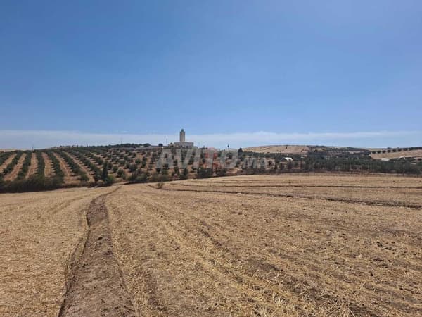 Farm Sale in Khemisset