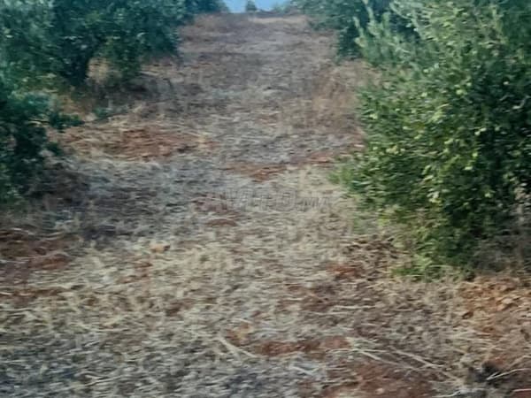 Terrein van 6500m² met olijfbomen op 9km van Tiflet Sidi Abderrazak