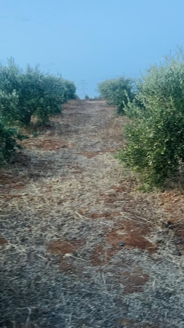 Terrain 6500m² oliviers 9km Tiflet Sidi Abderrazak