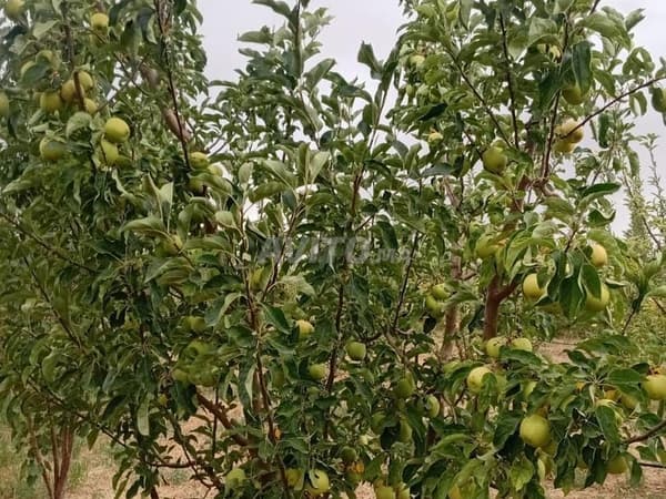 Granja en venta en صهب رواى جماعة أيت بن يعقوب