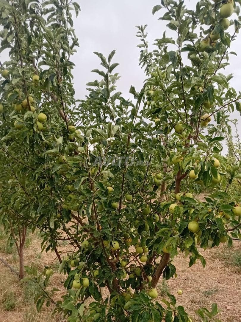 Boerderij te koop in Sahb Rwai, Jemaa Ait Ben Yaakoub