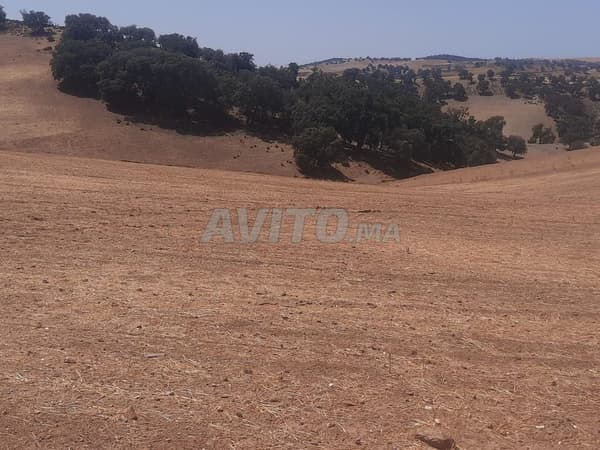 Terrain agricole 23 hectares à vendre Oulad Mimoun