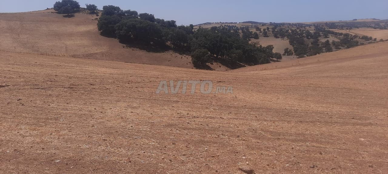 Terrain agricole 23 hectares à vendre Oulad Mimoun