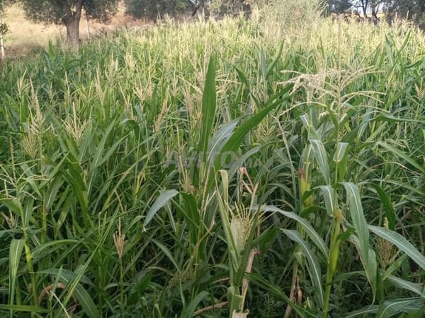 Terreno titolato vicino alla città di Bhalil e Sefrou