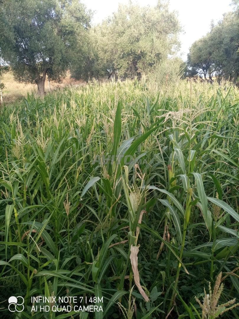 Terreno titolato vicino alla città di Bhalil e Sefrou