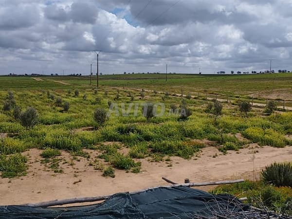 أرض فلاحية للبيع قرب بوجنيبة، محفظة ومسيجة ومغروسة