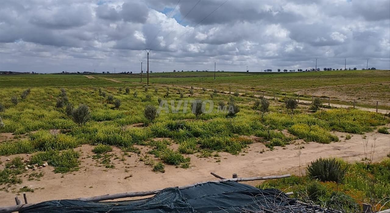 أرض فلاحية للبيع قرب بوجنيبة، محفظة ومسيجة ومغروسة