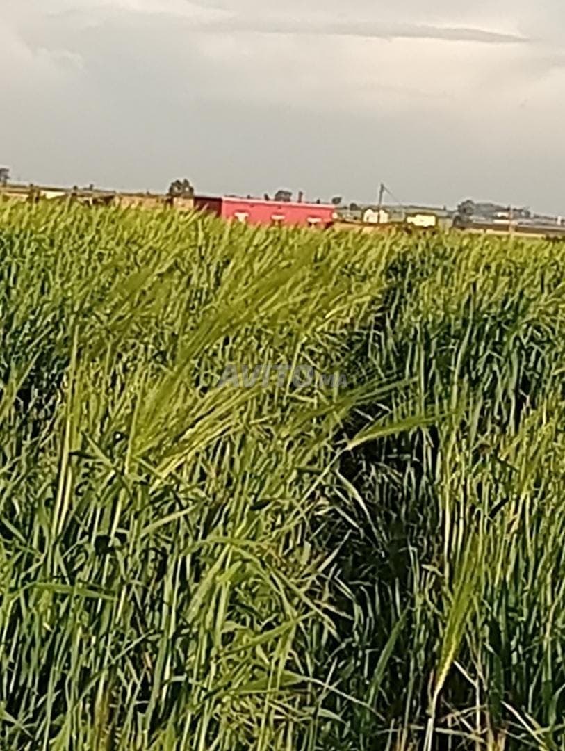 Aangenaam en rustig terrein