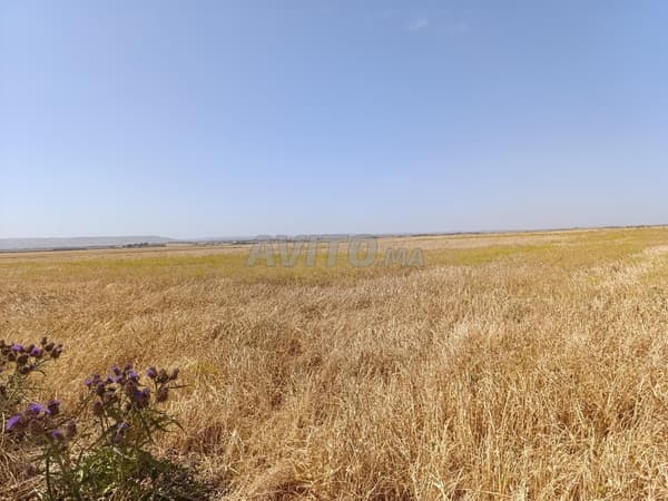 Agricultural land for sale in Jemaa Shaim