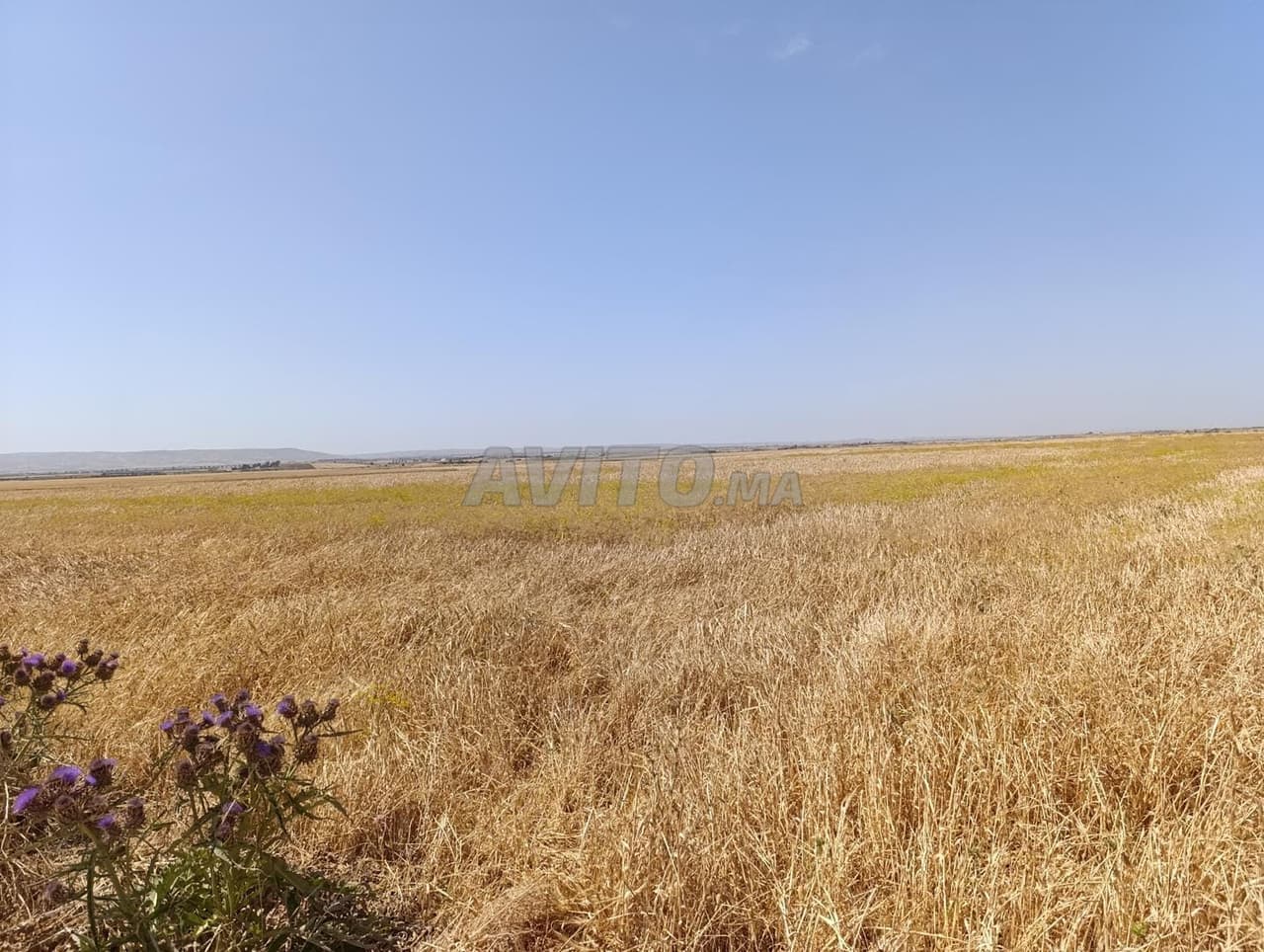 Agricultural land for sale in Jemaa Shaim