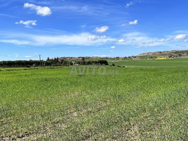 3.3682 ha agricole à Benslimane