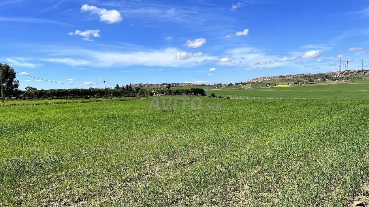 3.3682 ha agricole à Benslimane