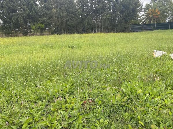 Ferme à vendre Adilia Belkiri