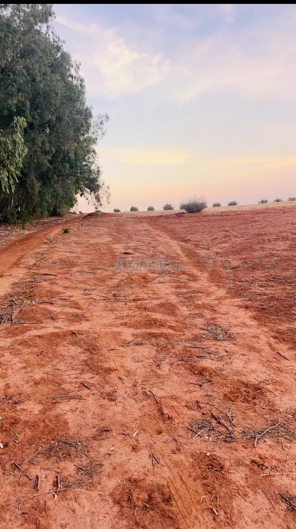 Terrain de 1000 mètres avec Aounib à 2 km de la ville de Hamza