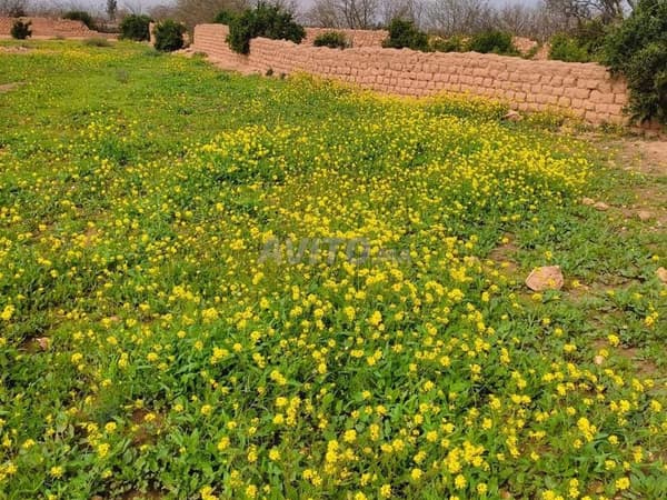 ZU VERKAUF FARM 20 HEC TITRÉ AXE SAFI / MARRAKECH