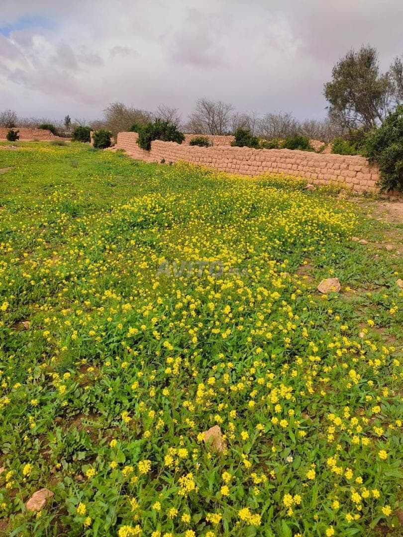 IN VENDITA FARM 20 HA INTITOLATA ASSE SAFI / MARRAKECH