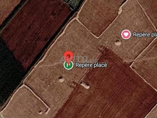 Je vends terrain agricole Ouled Hamdane