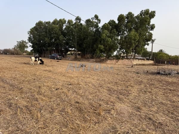 Boerderij 2 Ha 2 huizen 3 putten in Tnine Chtouka