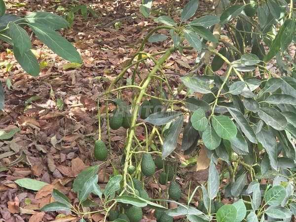 Fermé d'avocats équipée et enregistrée à vendre, superficie 75 hectares