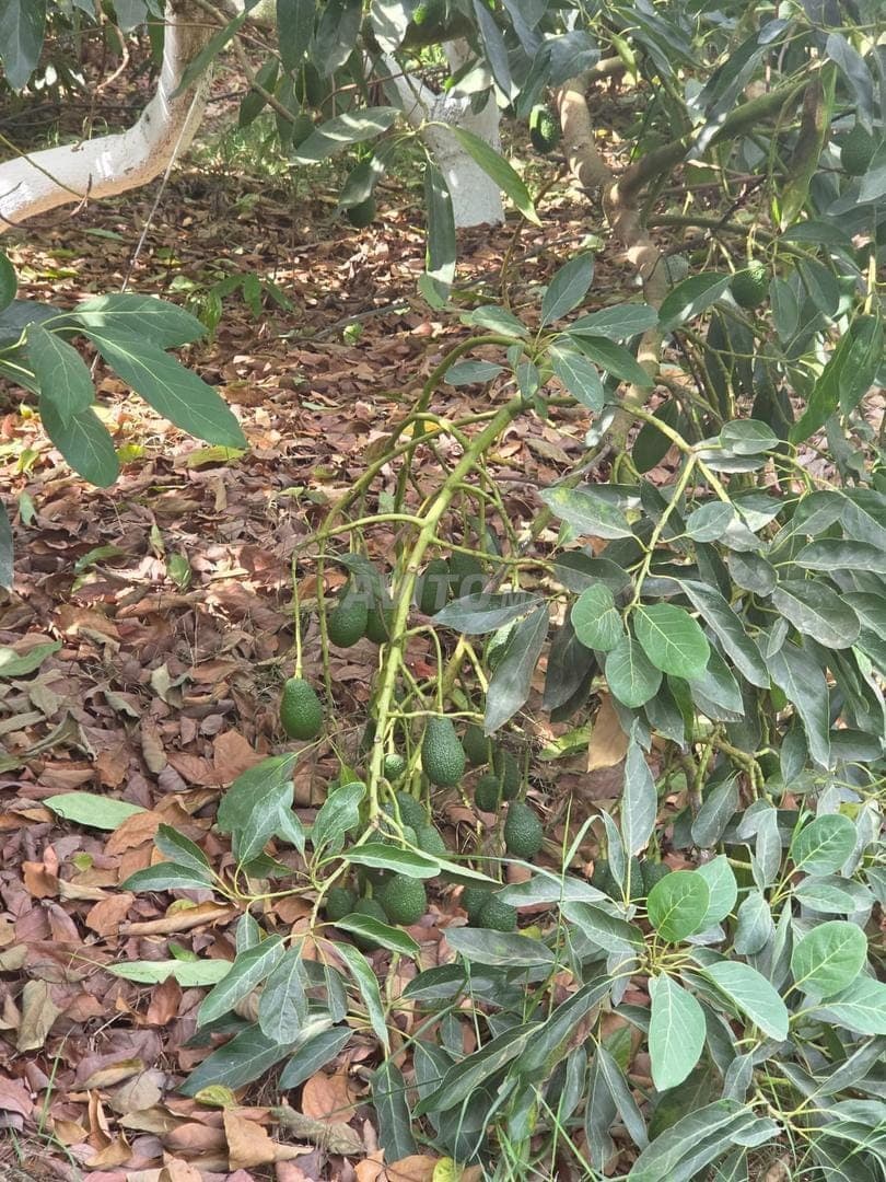 Verkoop van een uitgeruste en geregistreerde avocadoboerderij, oppervlakte 75 hectare