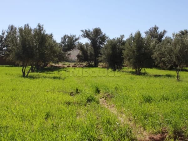 Taroudant terrain constructible titre ref: bou64