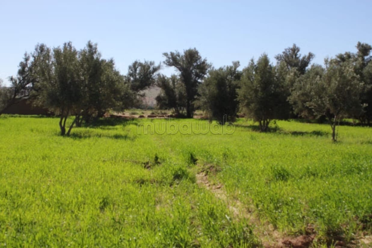 Taroudant terrain constructible titre ref: bou64