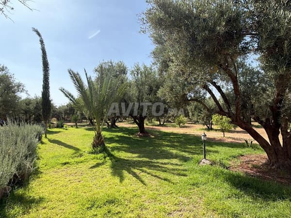Titelgarandeerd terrein van 2,5 Ha met 250 olijfbomen Rte Ouarzazate