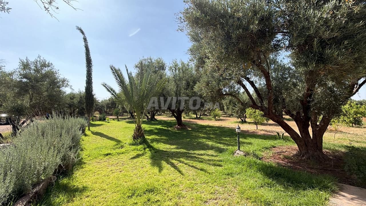 Titelgarandeerd terrein van 2,5 Ha met 250 olijfbomen Rte Ouarzazate