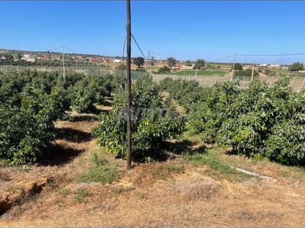 À VENDRE – FERME D’AVOCATIERS TITRÉE DE 10 HA