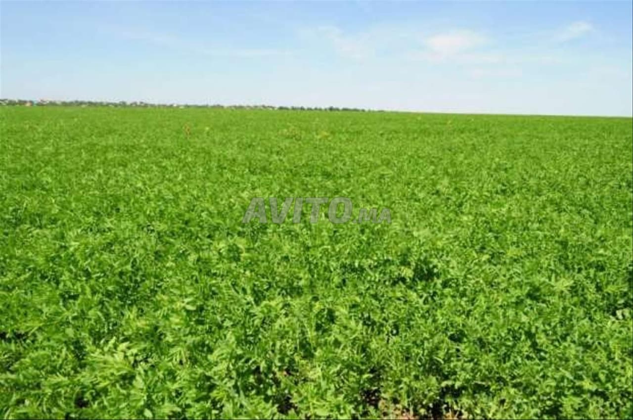 Terrain résidentiel et agricole à vendre