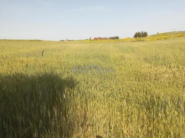 Terreno agricolo in vendita