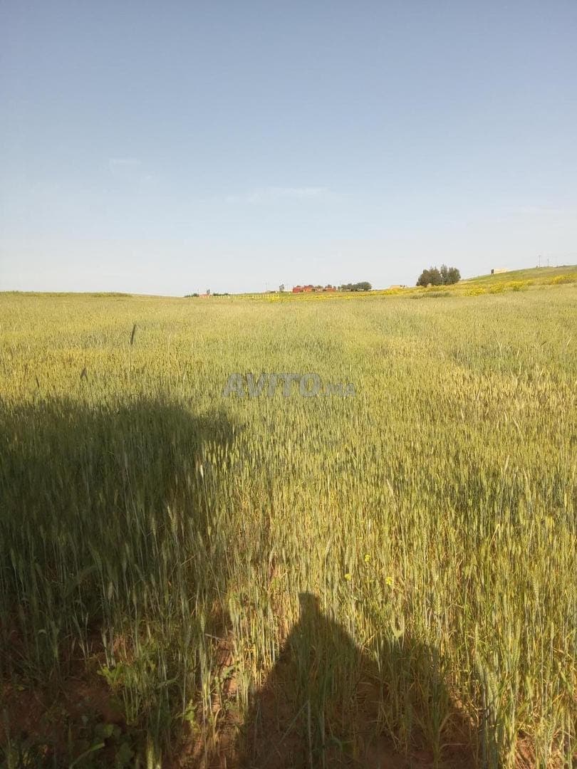 Terreno agricolo in vendita