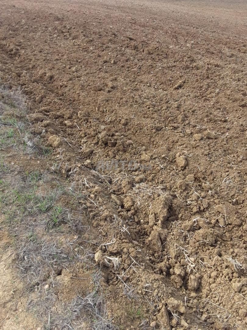 Landwirtschaftliches Grundstück in Bourria
