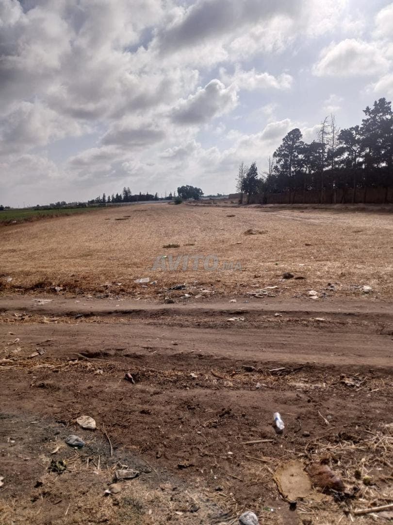 Terrain à vendre – 12 500 m² à Berrechid
