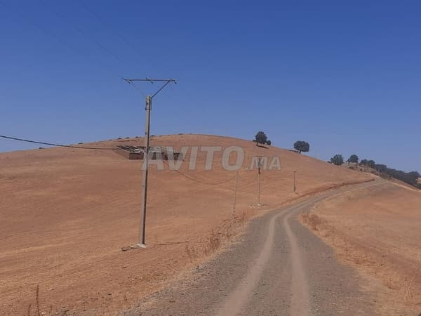 Terrain agricole de 23 hectares conservé à vendre dans la région de Ouled Mass