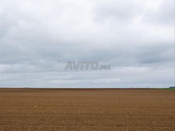 1 hectare joumouaa à vendre