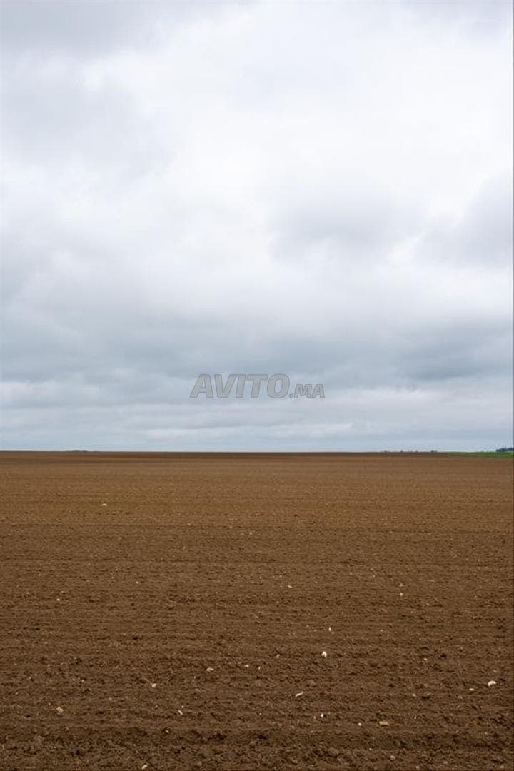 1 hectare joumouaa à vendre