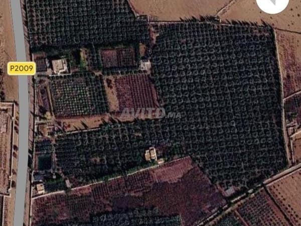 FERME TITRÉE DE 6 HECTARES – MARRAKECH / P2009