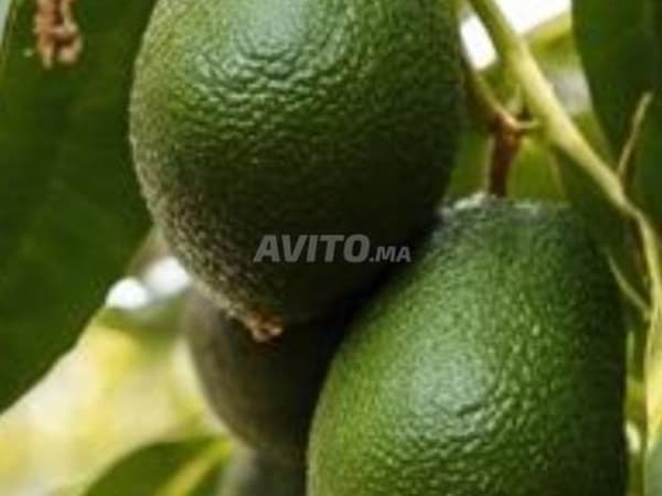 Boerderij van 29 hectare avocadobomen te koop