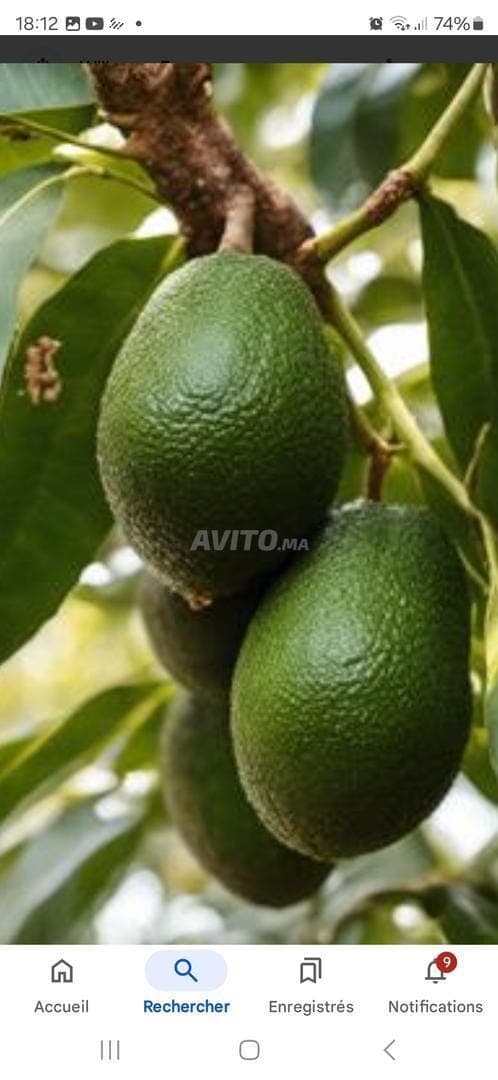 Boerderij van 29 hectare avocadobomen te koop