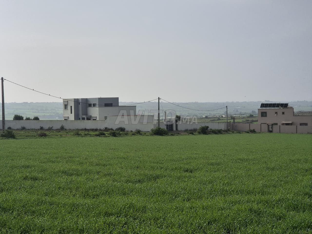 5000 mètres à Jamaat El Hauzia