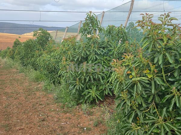 Terrain pour projet agricole à vendre