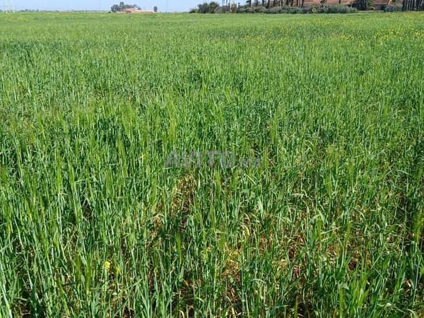 Registered 54-hectare land and farm for sale - 50 million